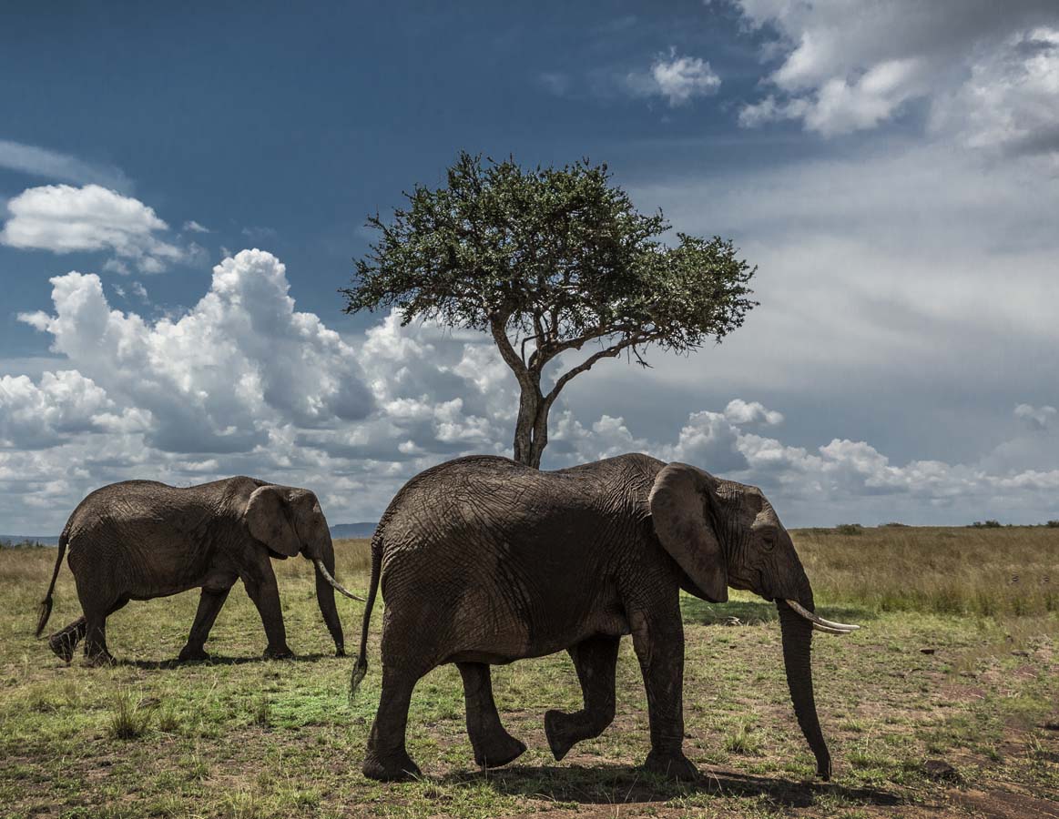 Elephant