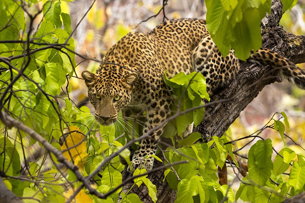Leopard